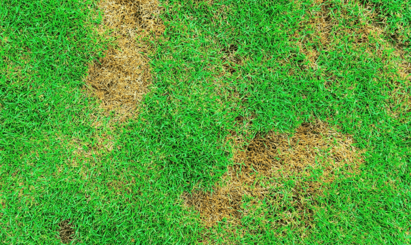Bexley Lawn Disease and yard care. | Weed Busters of Ohio