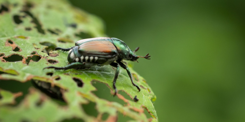 Grub Control Treatment in Pickerington, OH