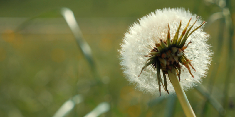 Weed Control Services in Pickerington, OH