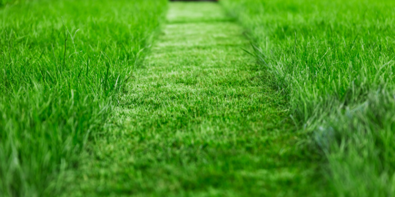 Lawn Fertilization Treatments in Canal Winchester, OH