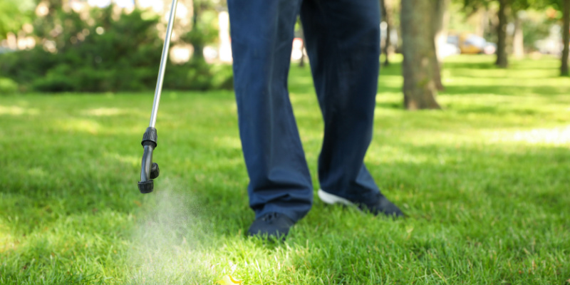 How Do I Know If Insects Are Destroying My Lawn?