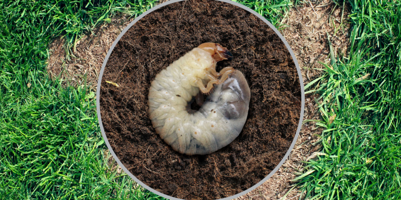 Why Do I Have Grubs in My Lawn?