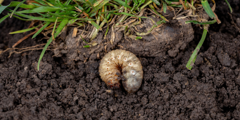 Protect Your Lawn from Grub Damage