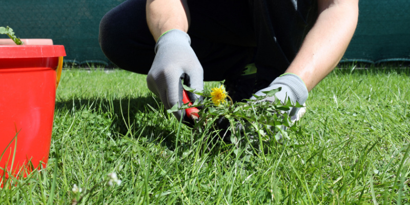 Weed Control Services in Canal Winchester, OH