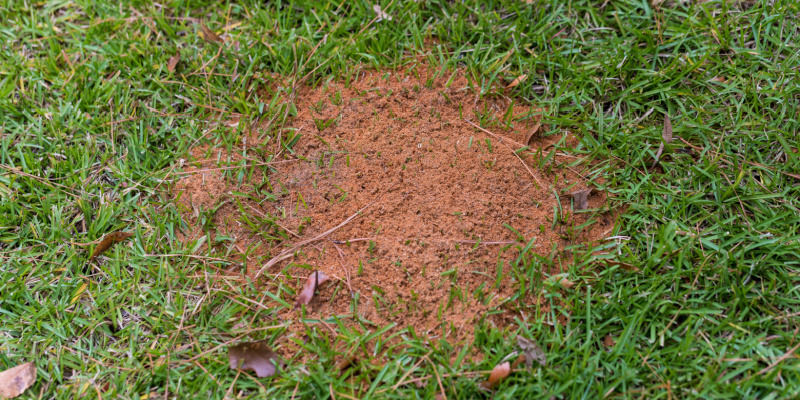 What Should I Do if Insects are Destroying My Yard?