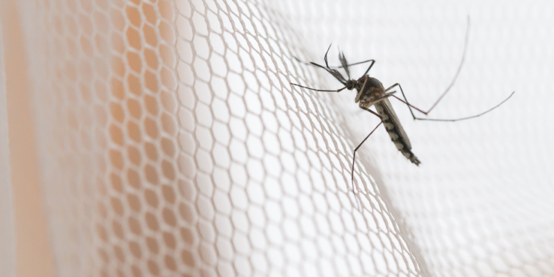 Protect Your Pickerington Home from Mosquitoes
