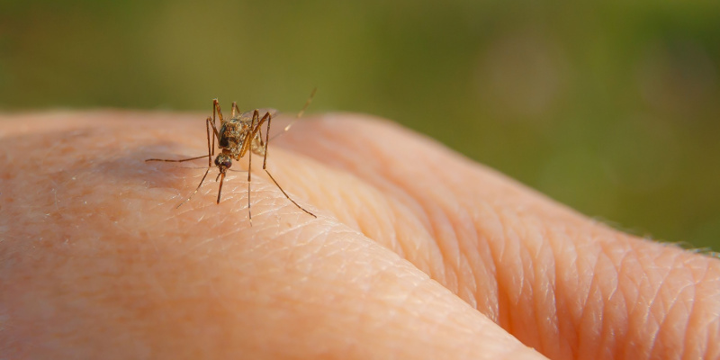Best Mosquito Control Treatment in the Columbus, OH Area
