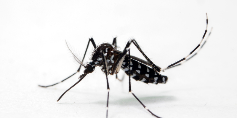 Mosquito Problems for Pickerington, OH Homeowners
