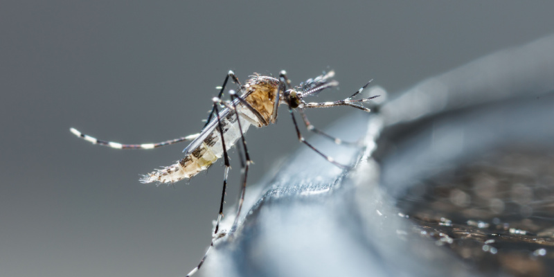 Mosquito Elimination Treatment in Pickerington, OH