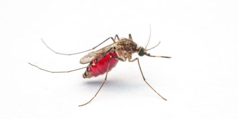 Mosquito Control Experts in Pickerington, OH