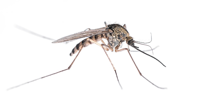 Best Mosquito Control Treatment in Reynoldsburg, OH
