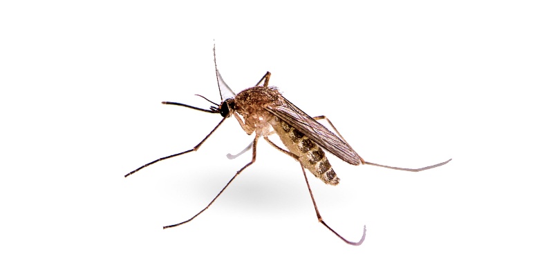 Top Choice for Mosquito Elimination in Columbus, OH