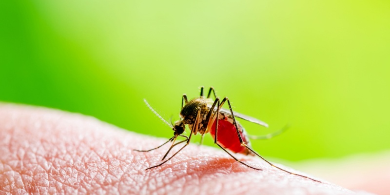 Do Mosquitoes Spread Disease?