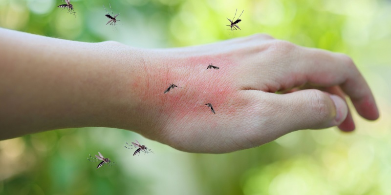 Why Do I Have So Many Mosquitoes in My Yard?