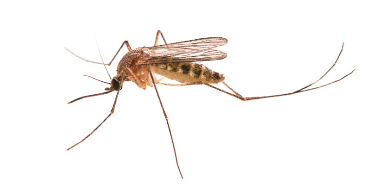 Do You Have a Mosquito Problem in Columbus, OH?