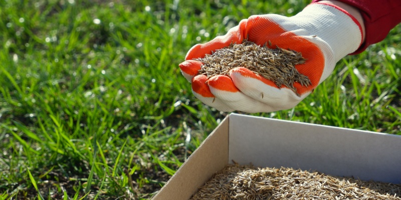 Why You Should Regularly Seed Your Lawn