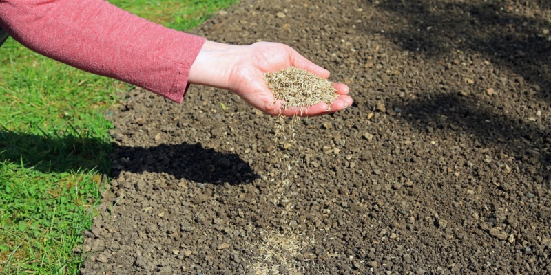 When is the Best and Worst Time to Seed Your Lawn?