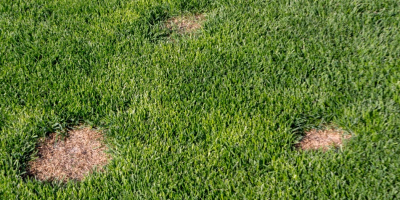 Why Are Insects Destroying My Yard and Lawn?