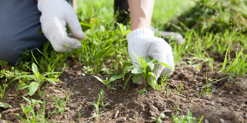 The Best Times of Year for Weed Control in Columbus, Ohio