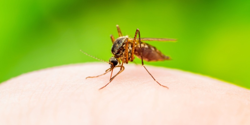 Is DIY Mosquito Control Effective?