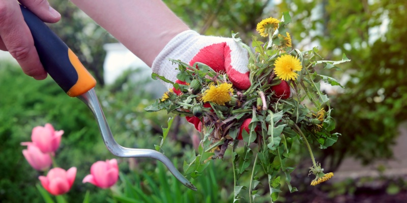 Why Professional Weed Control Services Are Worth It