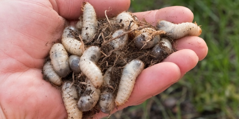 How to Identify a Grub Infestation in Your Bexley, OH Lawn