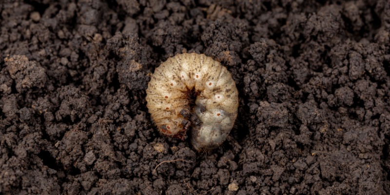 What Are Lawn Grubs and Why Are They a Problem?