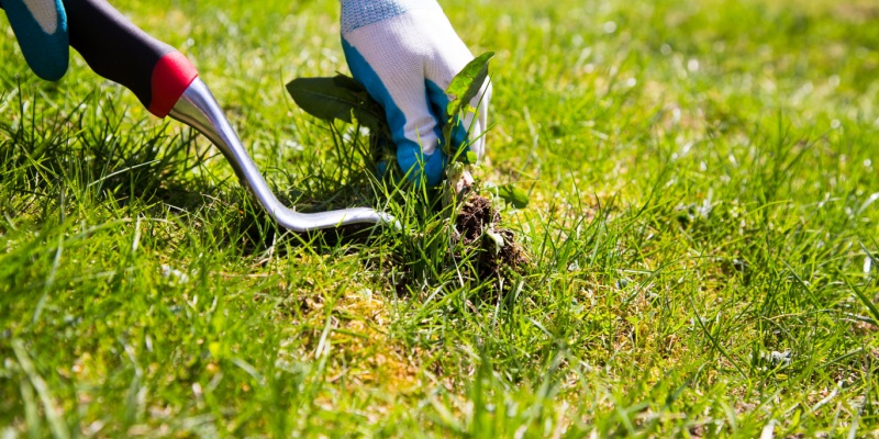 How Ohio’s Climate Affects Weed Growth and Control Strategies