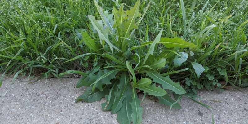 How to Prevent Weeds Before They Take Over Your Lawn
