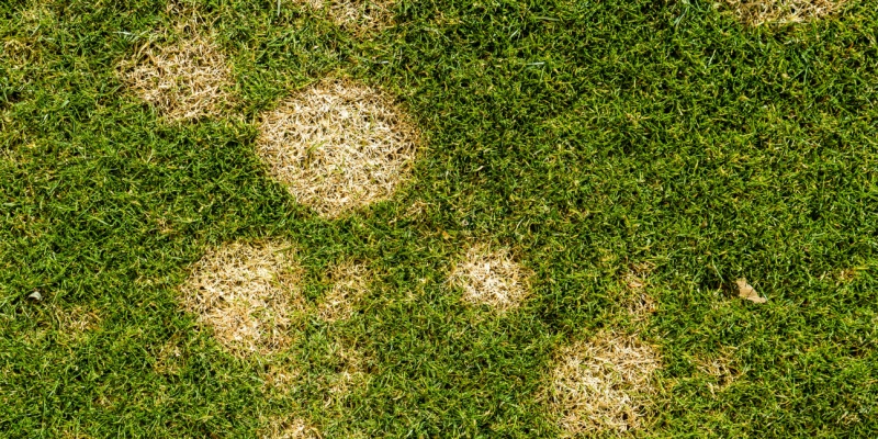 How Rainy Spring Weather Affects Your Lawn and What to Do About It